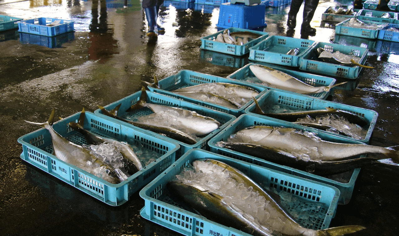 魚日和