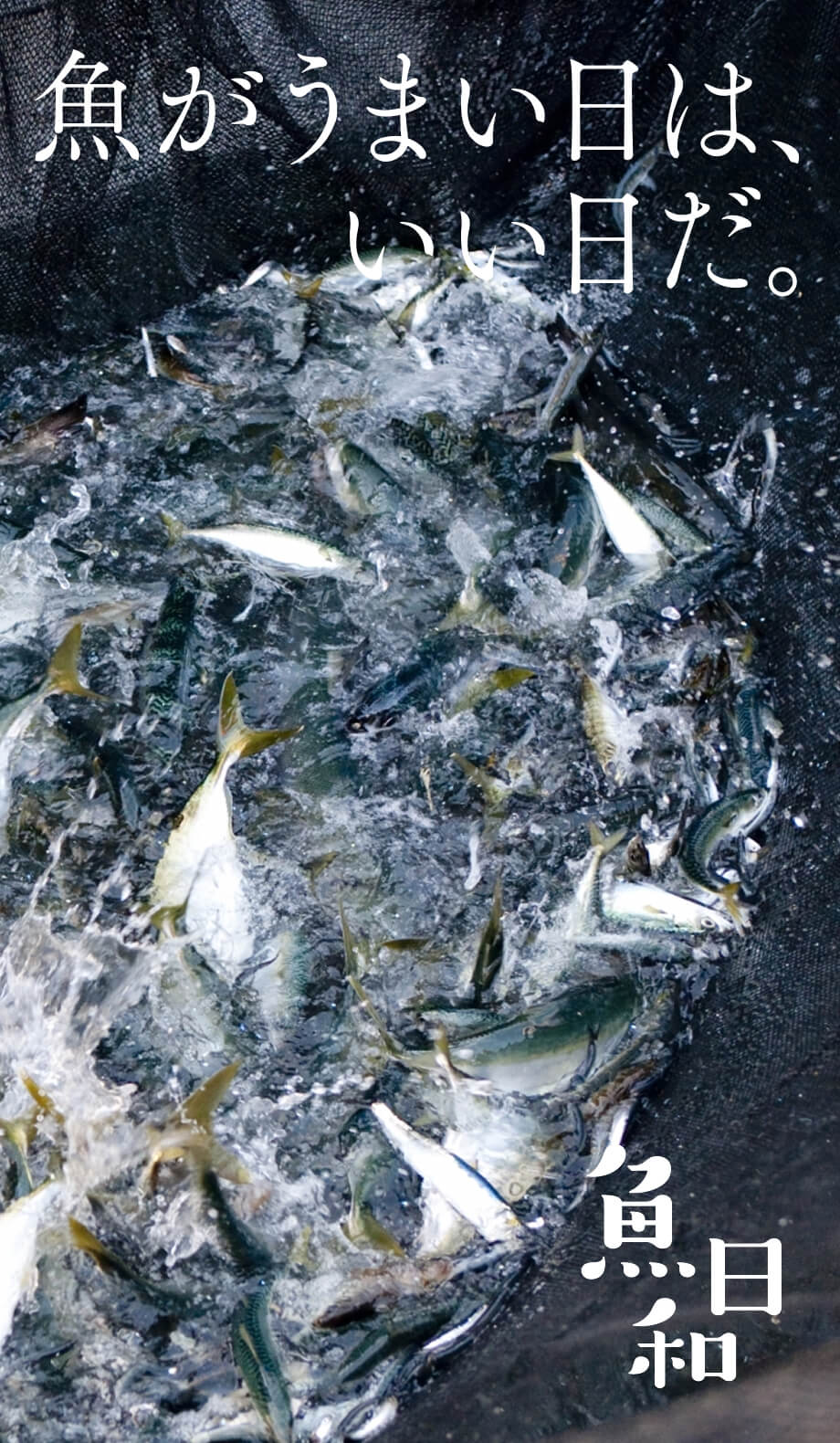 魚日和